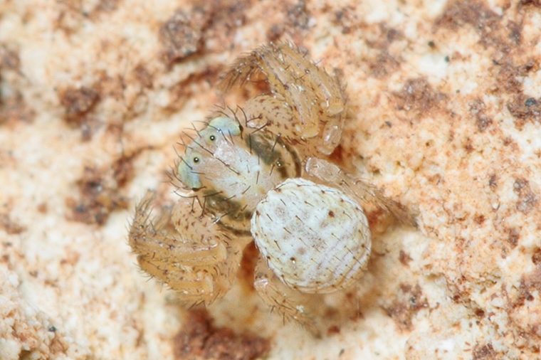 Xysticus sp.